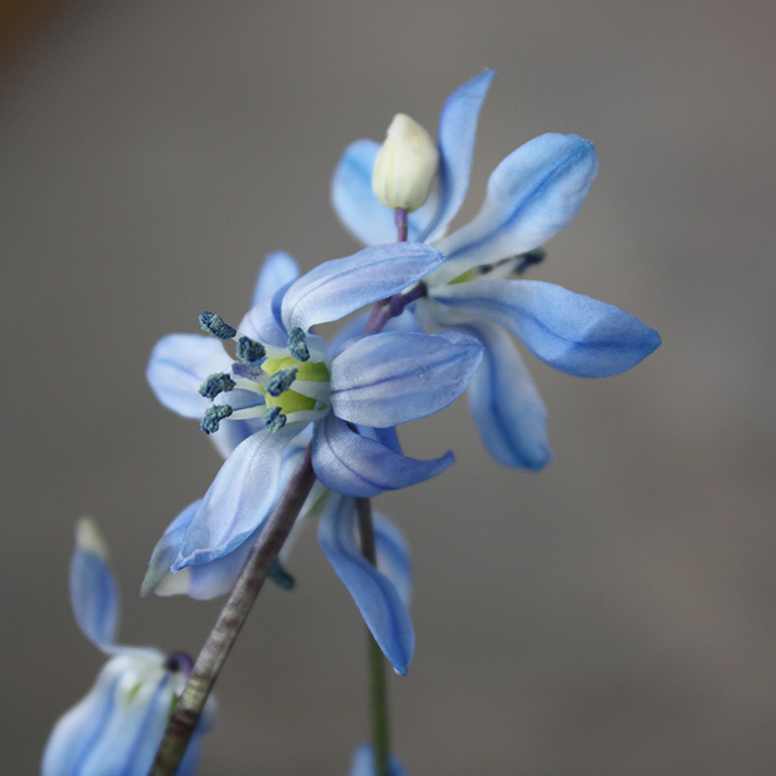 Scilla Siberica Spring Beauty