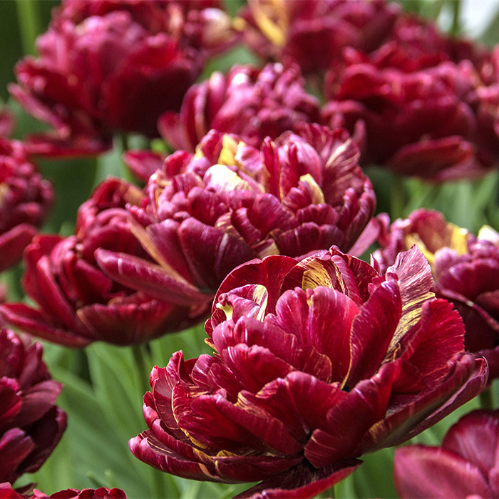 Nachtwacht Double Early Tulip