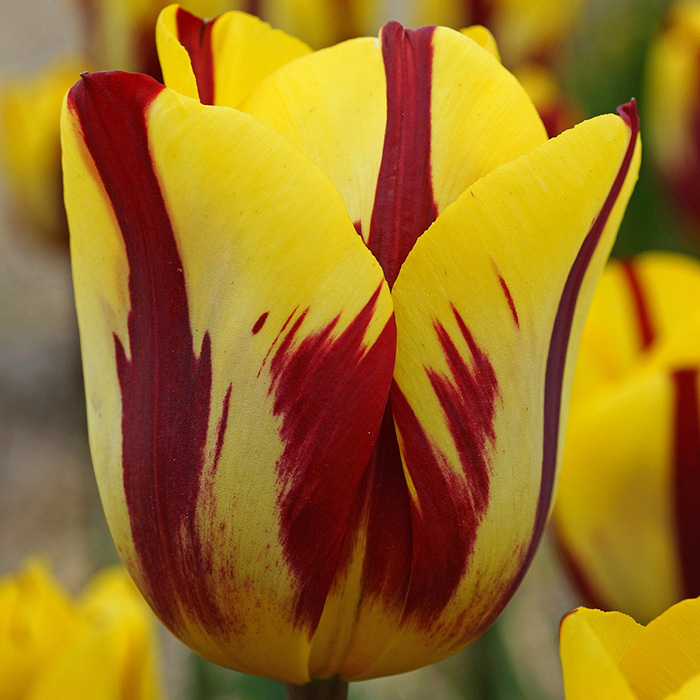 Helmar Triumph Tulip