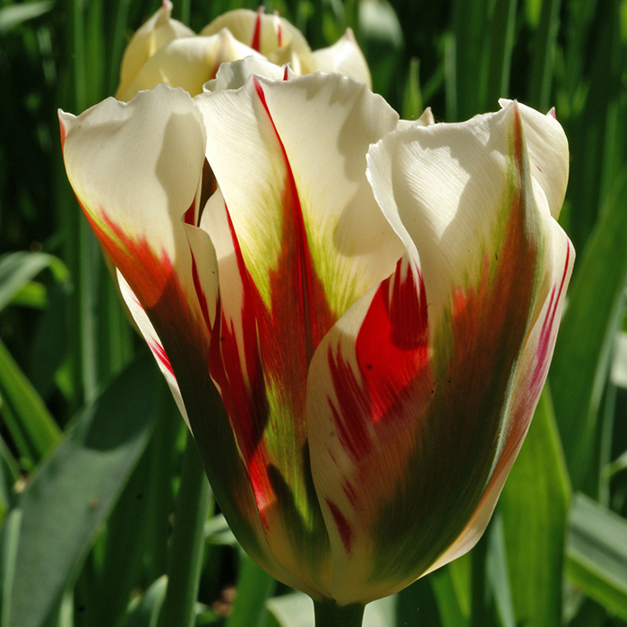 Flaming Spring Viridiflora Tulip, McClure Zimmerman