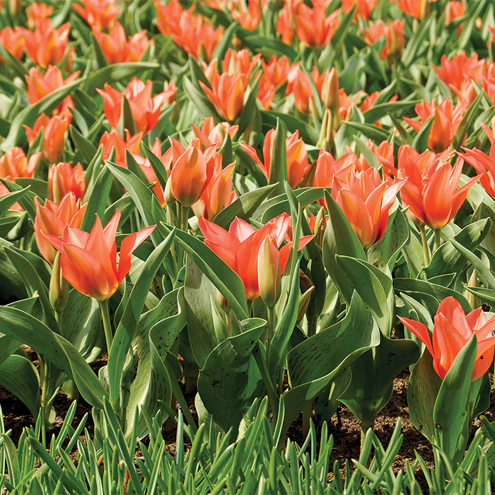 Toronto Greigii Multiflowered Tulip