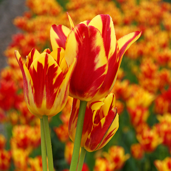 Wonder Club Multiflowered Tulip