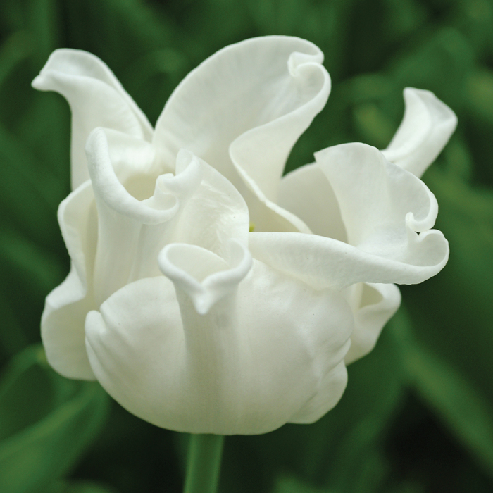 White Liberstar Coronet Tulip