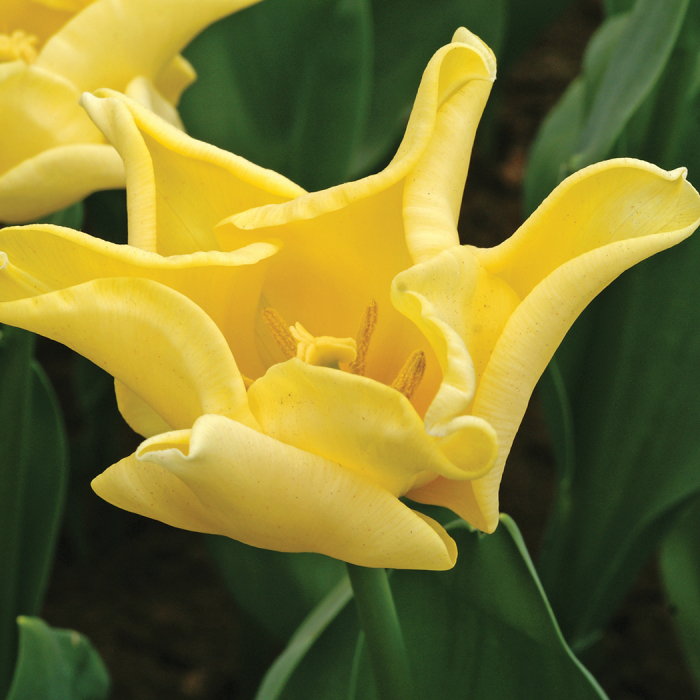 Yellow Crown Coronet Tulip