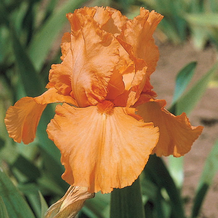 Orange Harvest German Bearded Iris