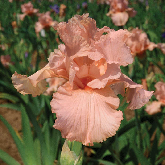 Pink Attraction German Bearded Iris