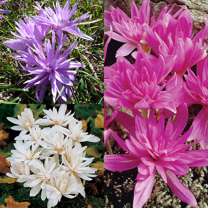 Double Colchicum Offer
