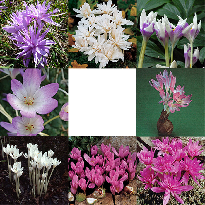 The Works Colchicum Offer (45 Bulbs)