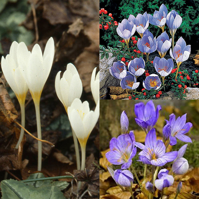 Fall Flowering Bulb Collection