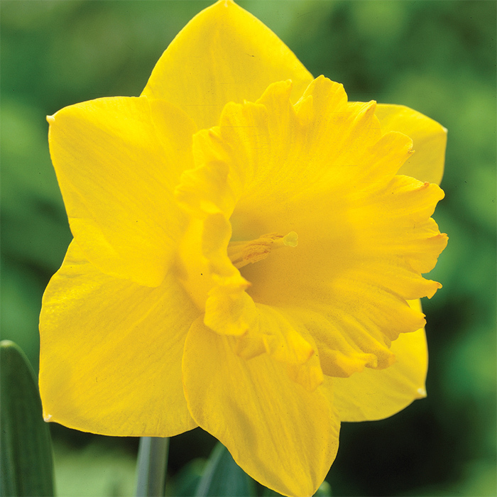 Dutch Master Daffodil