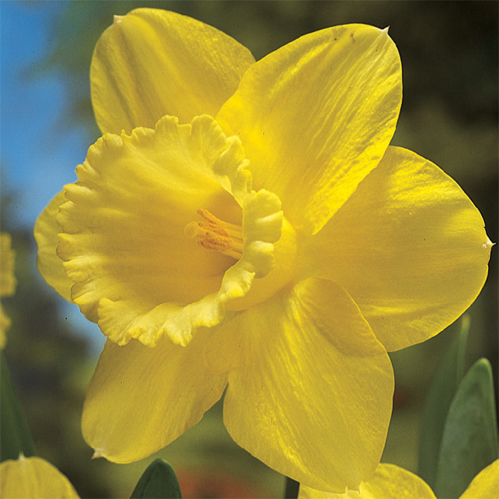 King Alfred Daffodil