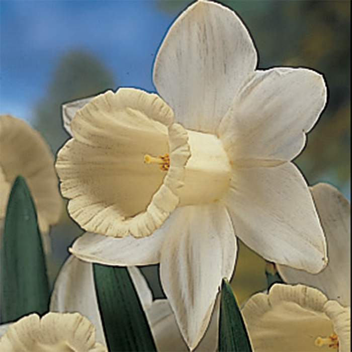 Mount Hood Daffodil