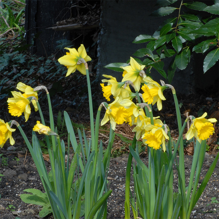 Rijnvelds Early Sensation Daffodil