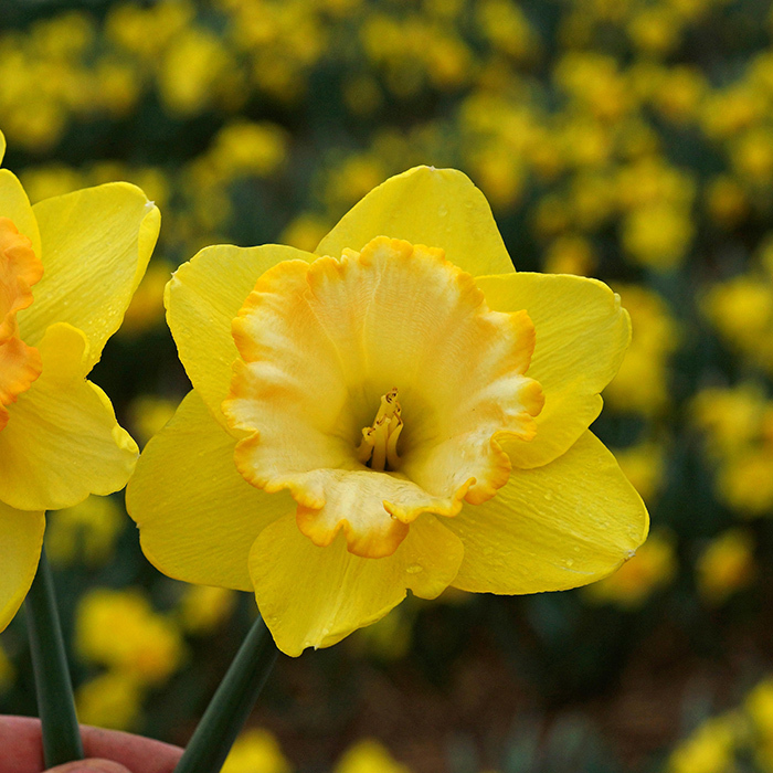 Alexis Beauty Daffodil