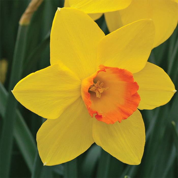 Ceylon Daffodil