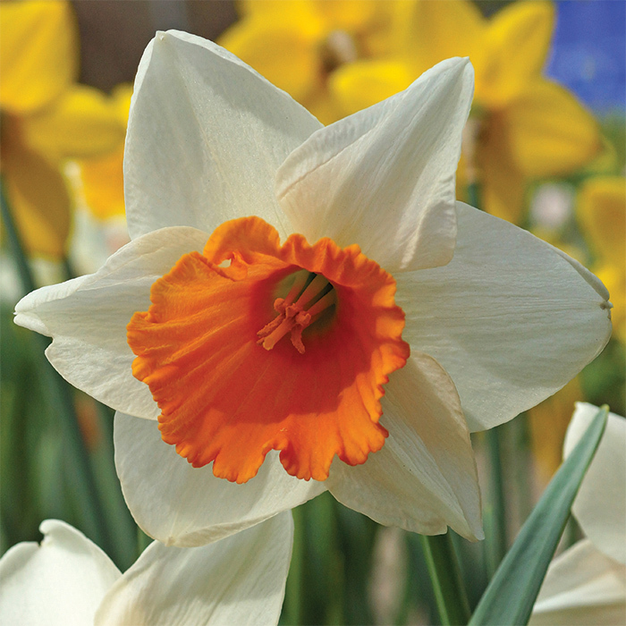 Chromacolor Daffodil