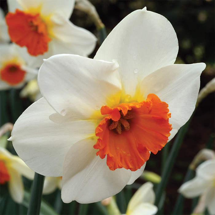 Barret Browning Small-Cupped Daffodil