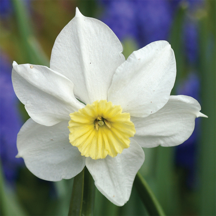Segovia Small-Cupped Daffodil