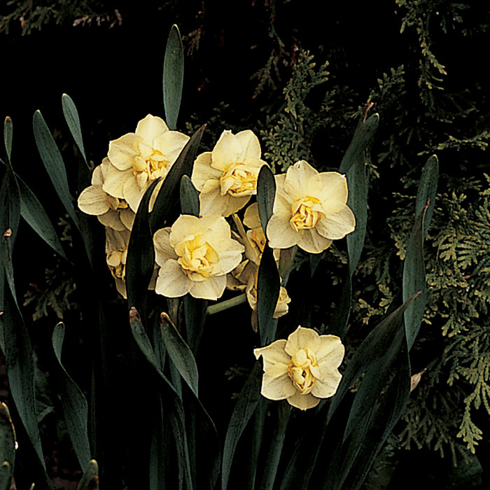 Cheerfulness Daffodil