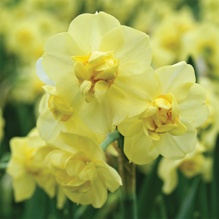 Yellow Cheerfulness Daffodil