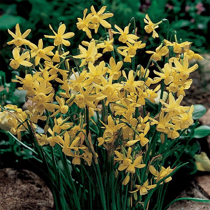 Hawera Miniature Daffodil