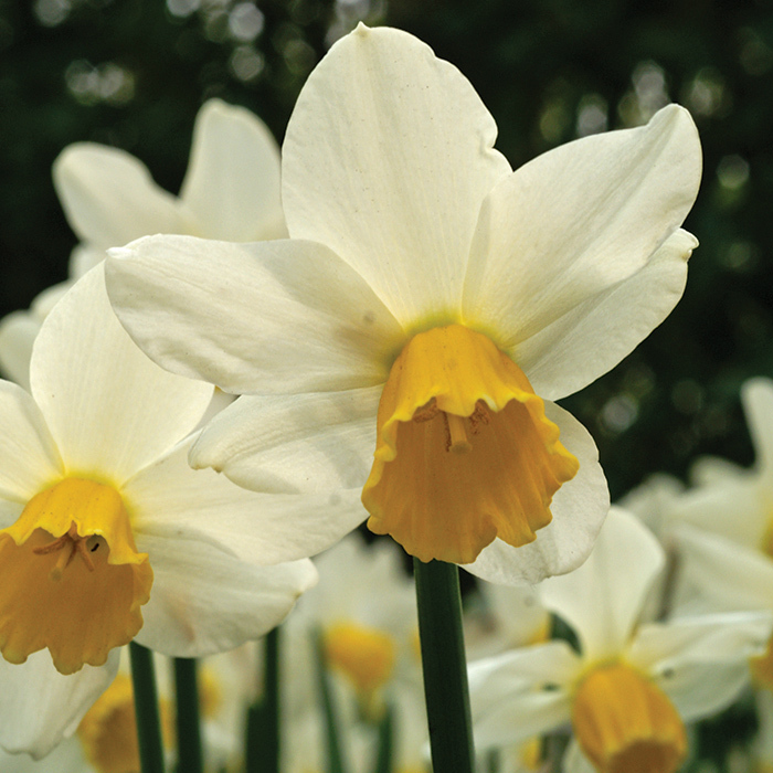 Jack Snipe Cyclamineus Daffodil