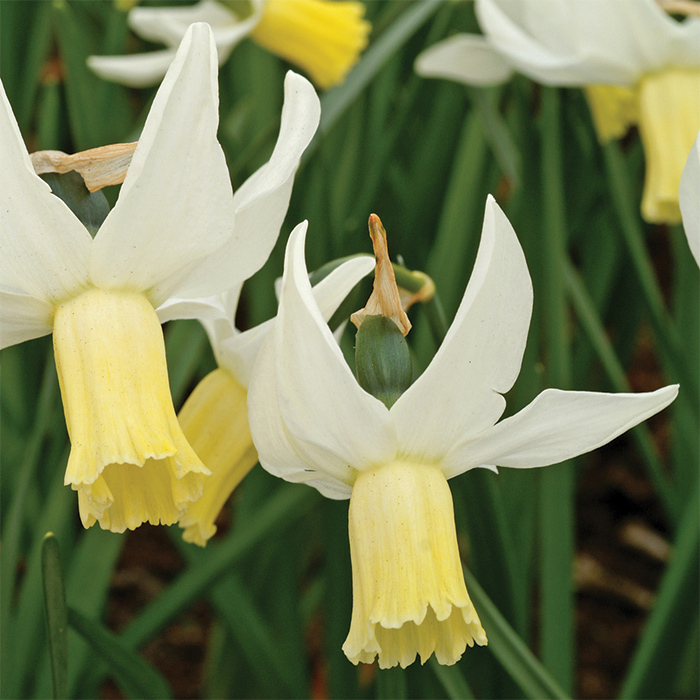 Jenny Daffodil
