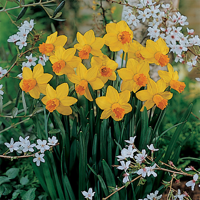 Jetfire Cyclamineus Daffodil