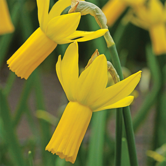 Rapture Daffodil