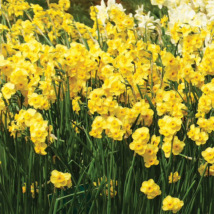 Kokopelli Daffodil