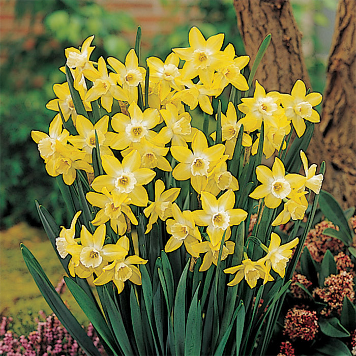 Pipit Daffodil