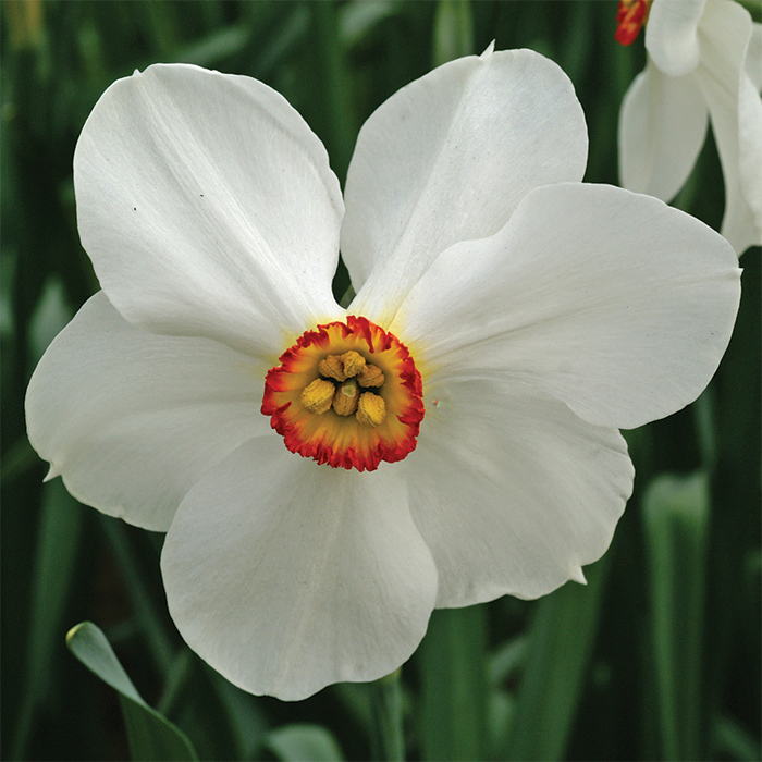 Actaea Daffodil