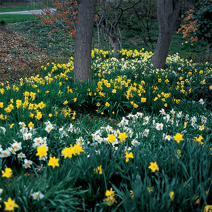 Naturalizing All Color Mix Daffodil