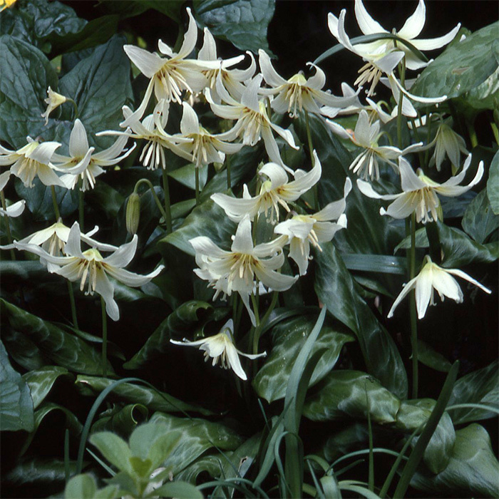 Erythronium Californicum White Beauty