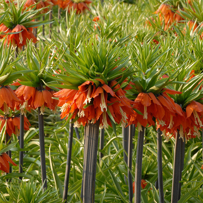Fritillaria Imperialis Slagzwaard