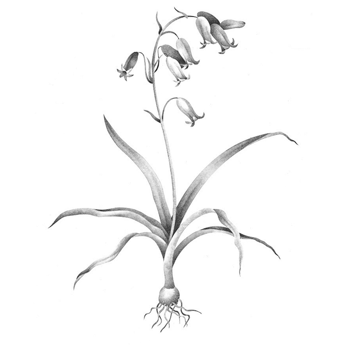 Hyacinthoides Non-Scripta