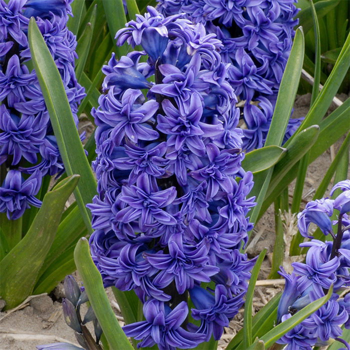 Crystal Palace Hyacinth