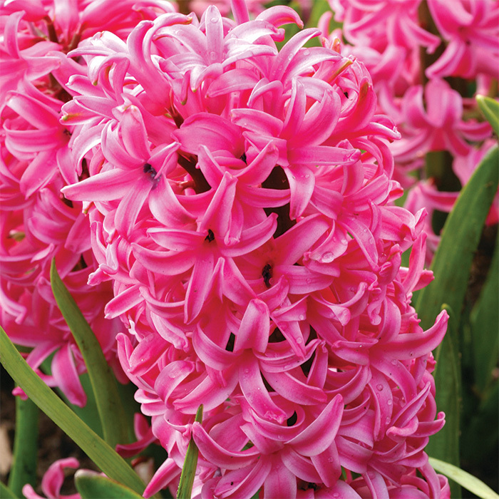 Pink Pearl Hyacinth