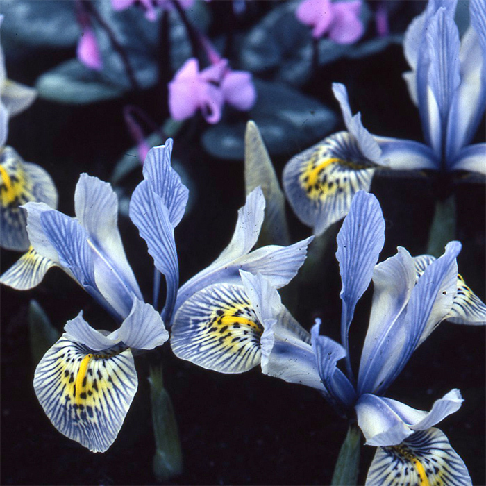 Iris Histrioides Katharine Hodgkin