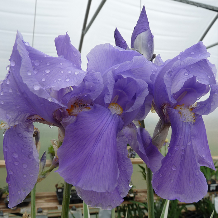 Aurea Variegata Iris