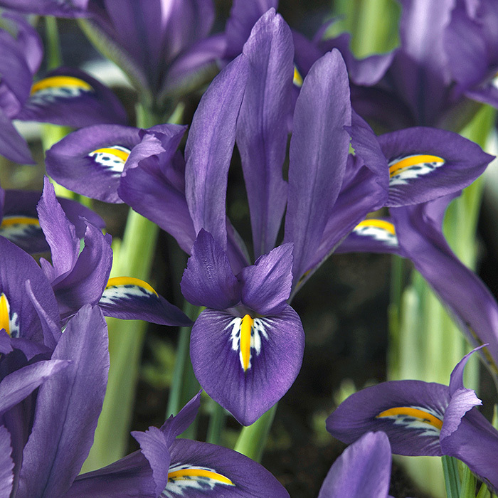 Scent-Sational Reticulata Iris