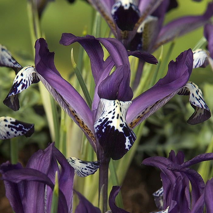 Spot On Reticulata Iris