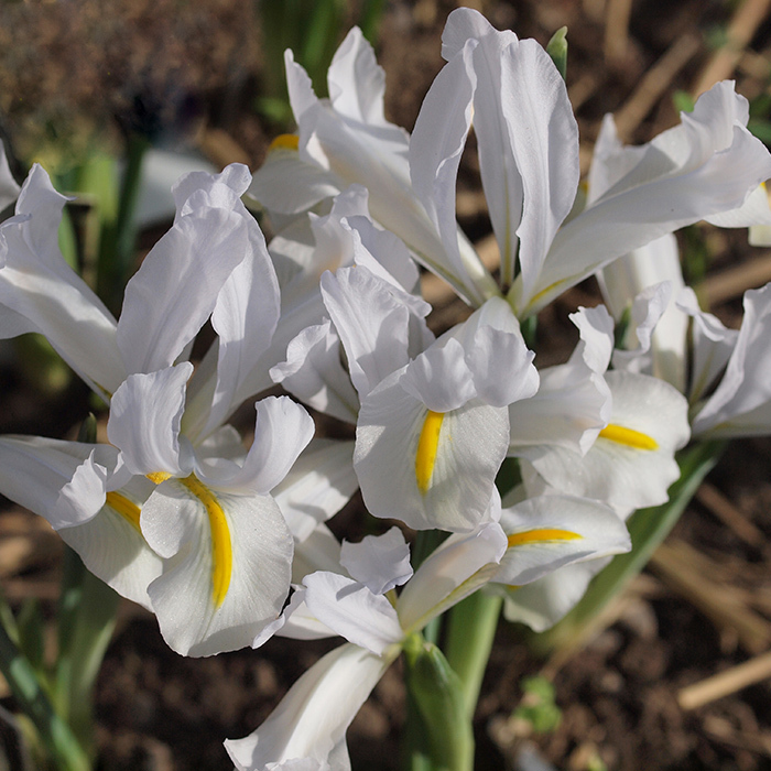 White Caucasus Reticulata Iris