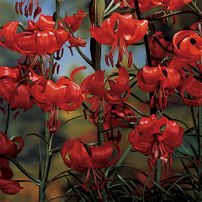 Lilium Tenuifolium (Scarlet Turkscap)