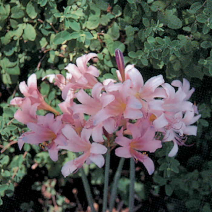 Lycoris Squamigera (Mystery Lily)