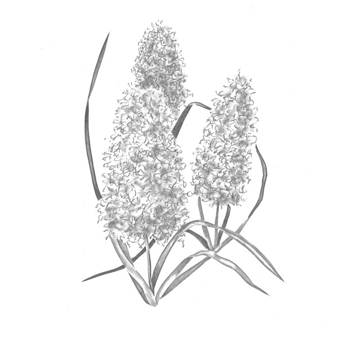 Muscari Comosum Var. Plumosum