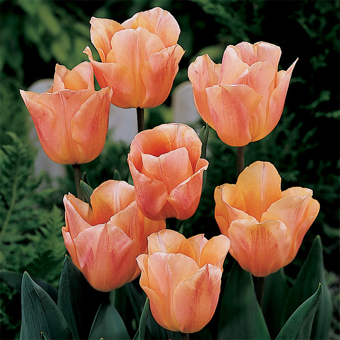Apricot Beauty Single Early Tulip