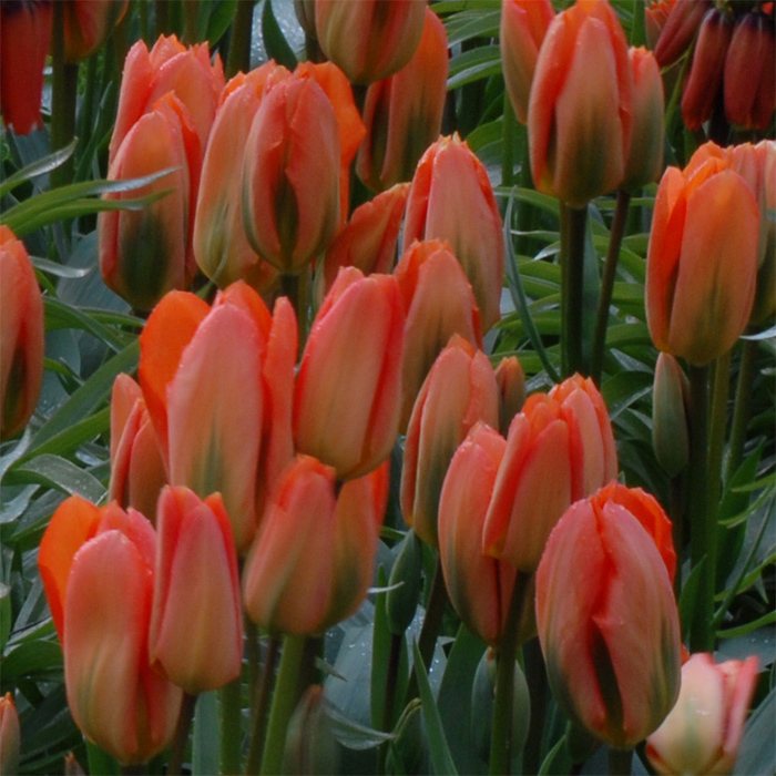 Orange Emperor Fosteriana Tulip