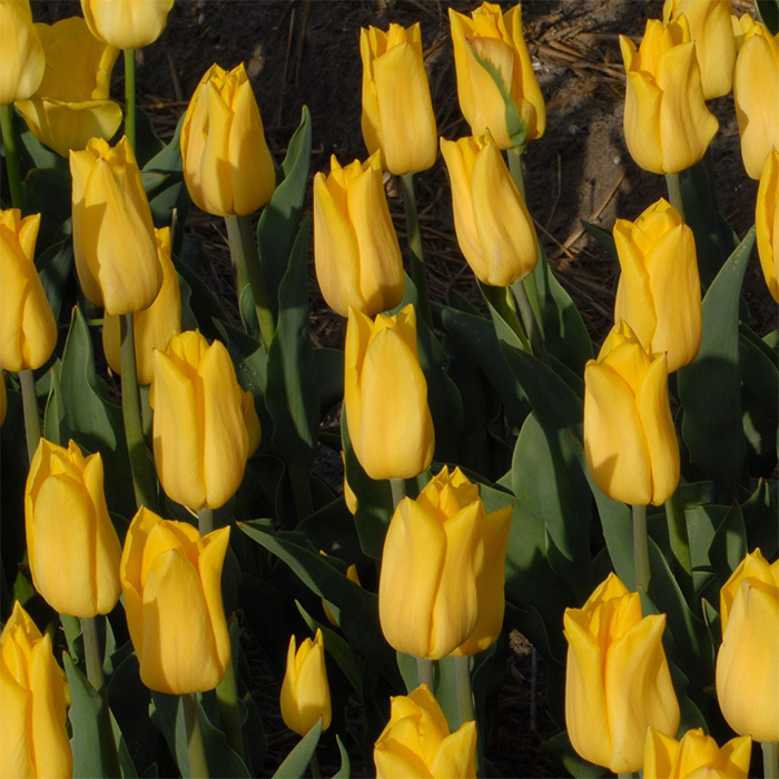 Strong Gold Triumph Tulip