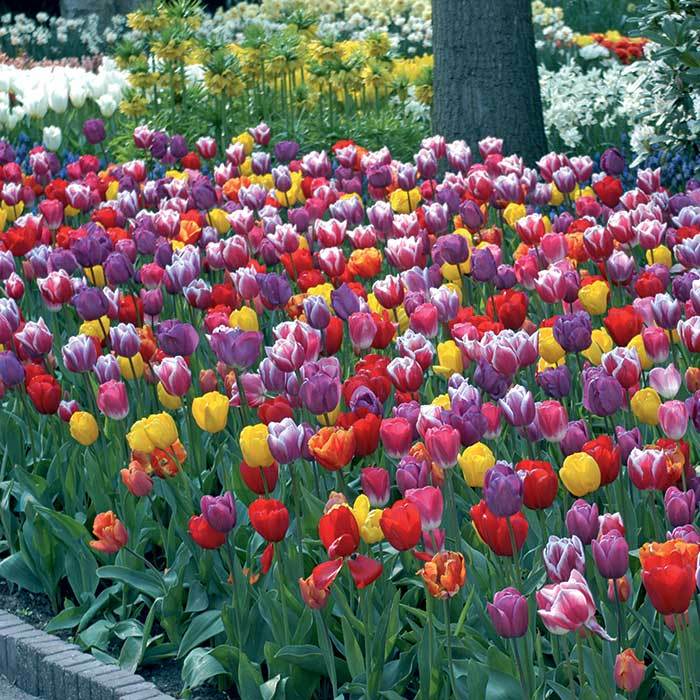 Warm Welcome Blend Tulips